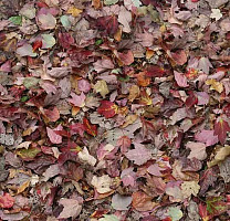 Ковролин Flotex Vision Image 000532 Red Leaves фото 1 | FLOORDEALER
